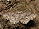 Ectropis crepuscularia
