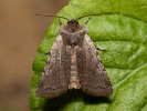 Cerastis rubricosa
