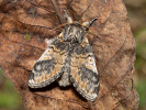 Hřbetozubec topolový - <i>Notodonta tritophus</i>