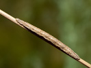 Bělokřídlec luční - <i>Siona lineata</i>
