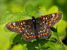 Hnědásek osikový - <i>Euphydryas maturna</i>