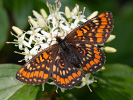 Hnědásek osikový - <i>Euphydryas maturna</i>