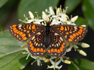 Hnědásek osikový - <i>Euphydryas maturna</i>