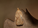 Obaleč březový - <i>Acleris ferrugana</i>