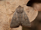 Orthosia populeti