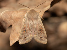 Orthosia munda