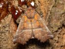 Sklepnice obecná - <i>Scoliopteryx libatrix</i>