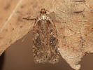Plochuška bolševníková - <i>Agonopterix heracliana</i>