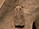 Agonopterix heracliana
