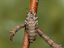 Šedivěnka jívová - <i>Dasystoma salicella</i>