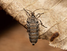 Šedivěnka jívová - <i>Dasystoma salicella</i>
