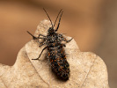 Drsnokřídlec modřínový - <i>Lycia isabellae</i>