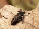 Drsnokřídlec modřínový - <i>Lycia isabellae</i>