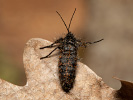 Lycia isabellae
