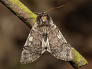 Můřice jarní - <i>Achlya flavicornis</i>
