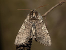 Achlya flavicornis