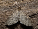 Trichopteryx carpinata