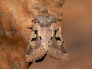 Orthosia gothica