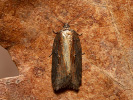 Obaleč Hastův - <i>Acleris hastiana</i>