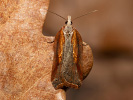 Obaleč Hastův - <i>Acleris hastiana</i>