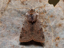 Cerastis rubricosa