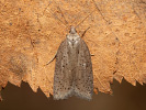 Obaleč - <i>Acleris lipsiana</i>
