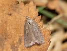 Obaleč - <i>Acleris lipsiana</i>