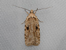 Agonopterix arenella