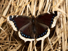 Babočka osiková - <i>Nymphalis antiopa</i>
