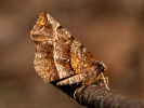 Selenia dentaria