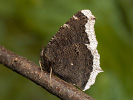 Babočka osiková - <i>Nymphalis antiopa</i>