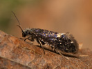 Drobnokřídlík jarní - <i>Eriocrania semipurpurella</i>