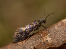 Drobnokřídlík jarní - <i>Eriocrania semipurpurella</i>