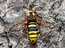 Sesia apiformis