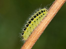 Vřetenuška obecná - <i>Zygaena filipendulae</i>