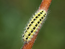 Vřetenuška obecná - <i>Zygaena filipendulae</i>