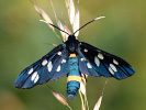 Amata phegea