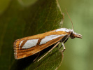 Travařík stříbroskvrnný - <i>Catoptria permutatella</i>