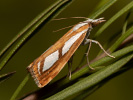 Catoptria permutatella