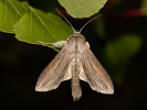 Cucullia umbratica