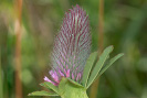 Modrásek lesní - <i>Cyaniris semiargus</i>
