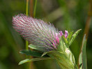 Modrásek lesní - <i>Cyaniris semiargus</i>