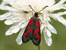 Vřetenuška komonicová - <i>Zygaena viciae</i>