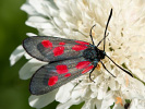 Zygaena viciae