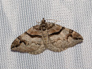 Píďalka dřišťálová - <i>Pareulype berberata</i>