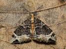 Ecliptopera capitata