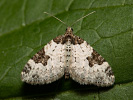 Xanthorhoe fluctuata