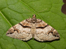 Pareulype berberata