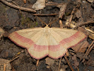 Rhodostrophia vibicaria