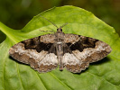 Alcis repandata